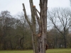 ksj_baum