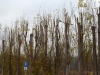 pappelreihe_seidelplatz