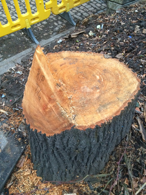 RIP Tilia